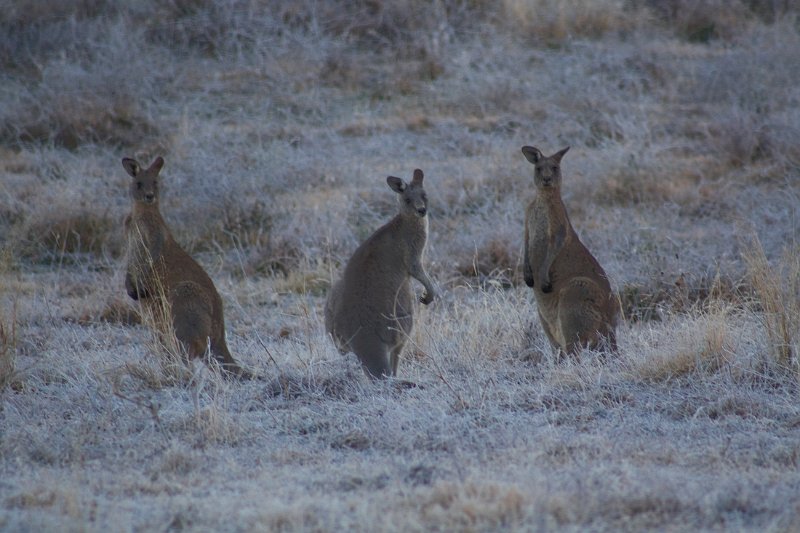 frosty roos 2.jpg